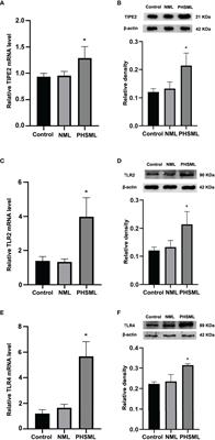 TLR2/TLR4-Enhanced TIPE2 Expression Is Involved in Post-Hemorrhagic Shock Mesenteric Lymph-Induced Activation of CD4+T Cells